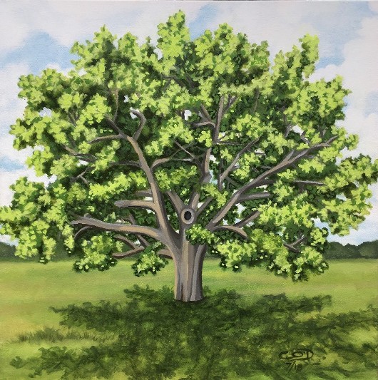 Oak Tree in Summer