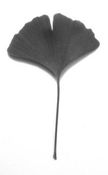 Gingko Leaf