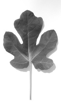 Fig Leaf Photo