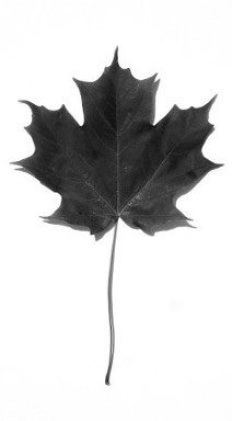 Maple Leaf Photo