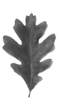 Oak Leaf