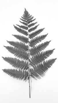 Fern Leaf