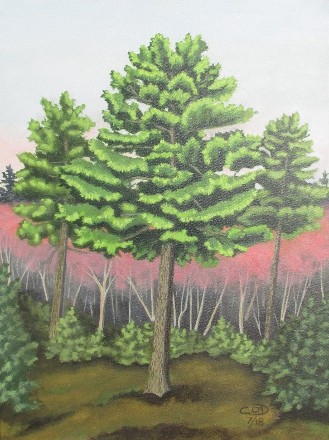 White Pine in Spring